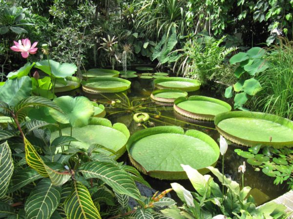 Dans les serres tropicales du Parc du Moulin à Tan de Sens © Jean-Luc Boulard