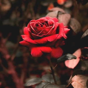 Bal de la Rose