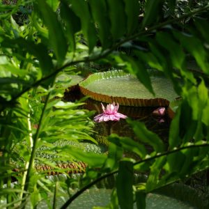 Le parc du Moulin à Tan et serres tropicales