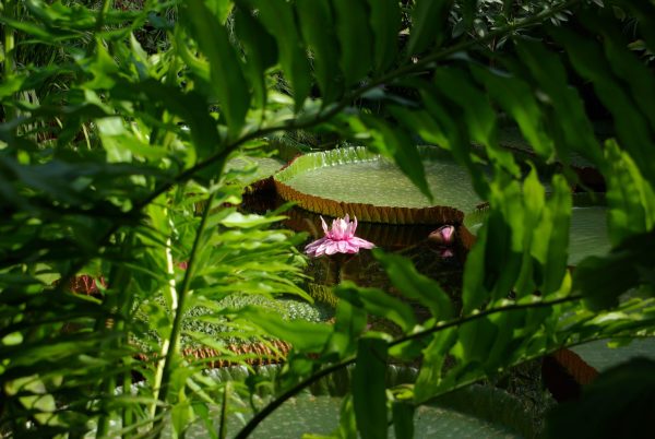 Le parc du Moulin à Tan et serres tropicales