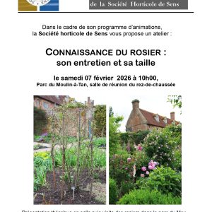 Connaissance du rosier : son entretien et sa taille