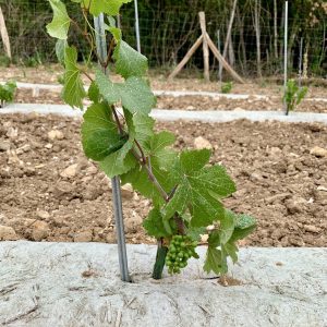 Domaine des Sénons