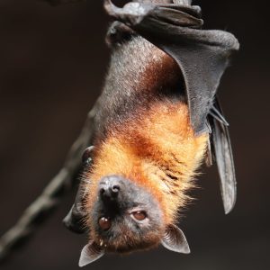 Nuit internationale de la chauve-souris